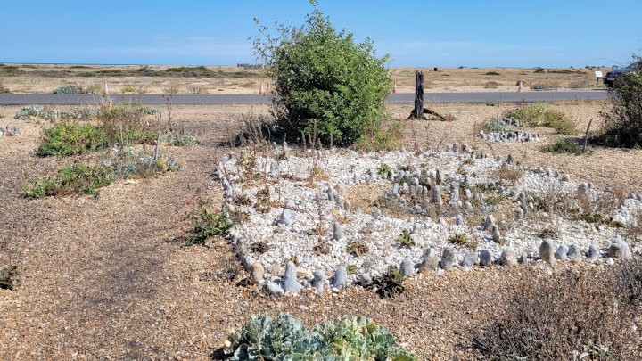 Arranged white stones, sea kale, and pebbles